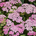Achillea millefolium 'pink'