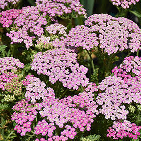 Achillea millefolium 'pink'