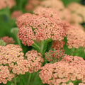 Achillea 'Salmon Beauty'
