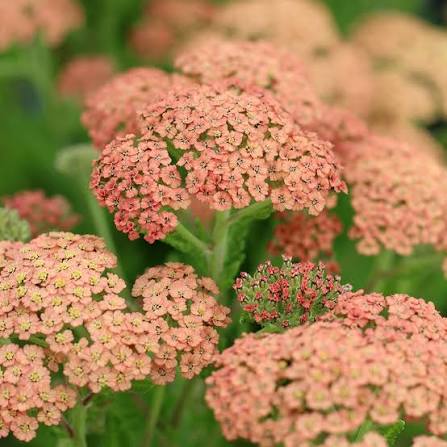 Achillea 'Salmon Beauty'