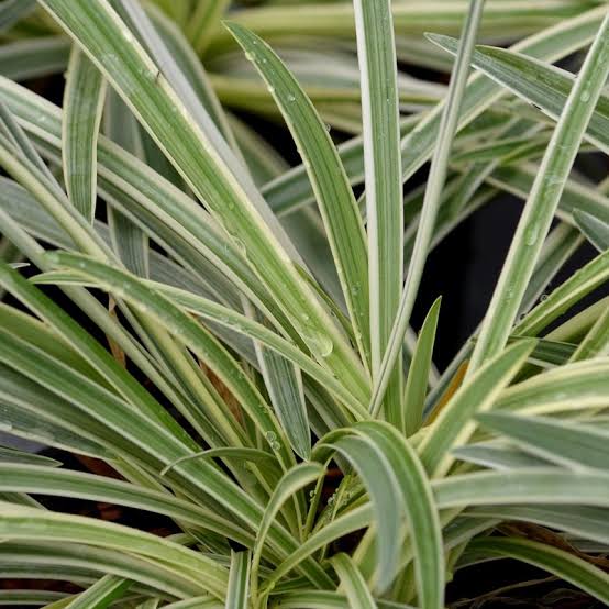 Agapanthus 'Tinkerbell' - Dwarf Variegated Agapanthus