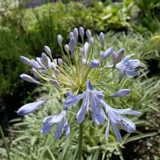 Agapanthus 'Tinkerbell' - Dwarf Variegated Agapanthus