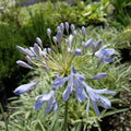 Agapanthus 'Tinkerbell' - Dwarf Variegated Agapanthus