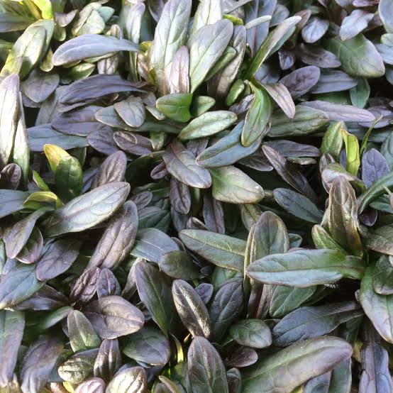 Ajuga reptans 'Chocolate Chip'
