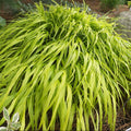 Hakonechloa macra 'All Gold' - Hakone Grass