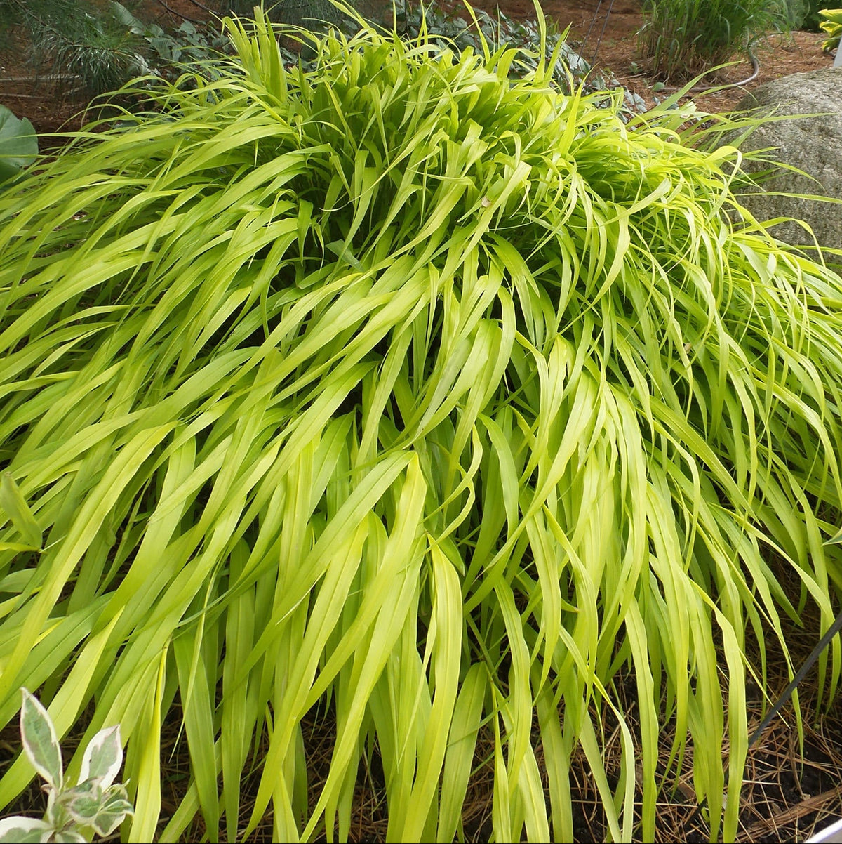 Hakonechloa macra 'All Gold' - Hakone Grass