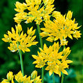 Allium 'Moly' - Leek Lily
