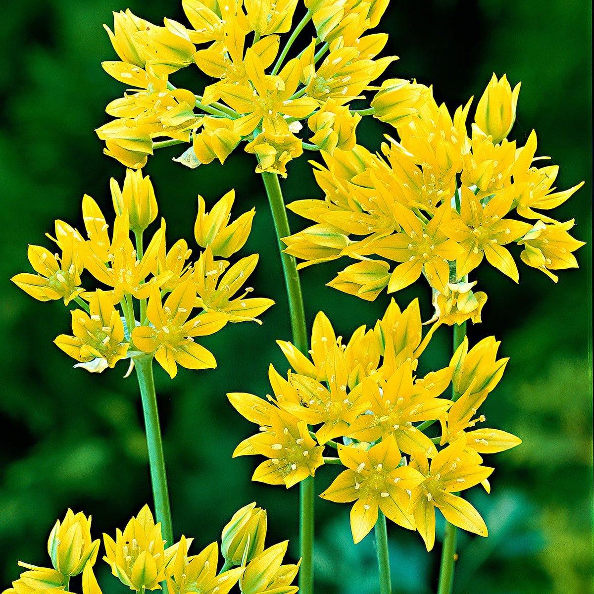 Allium 'Moly' - Leek Lily