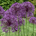 Allium 'Purple Rain'