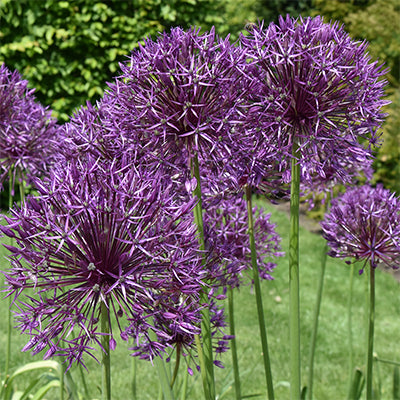 Allium 'Purple Rain'