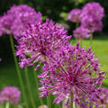 Allium rosenbachianum - Showy Persian Onion