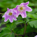 Anemonoides nemorosa 'Winterwood Pink'