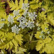 Anthriscus sylvestris 'Golden Fleece'