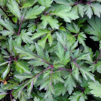 Artemisia lactiflora 'Ghizhou' - White Mugwort