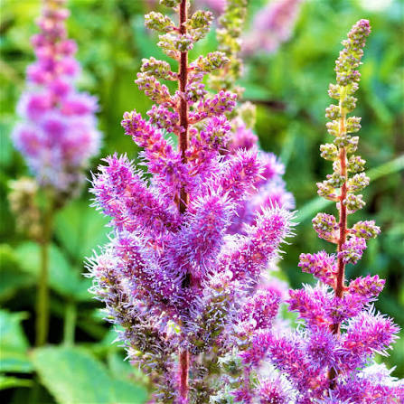 Astilbe Collection