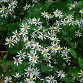 Aster divaricatus - White Wood Aster