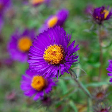 Aster novae-angliae - 'Violetta' New England Aster