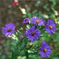 Aster laeve 'Orpheus'