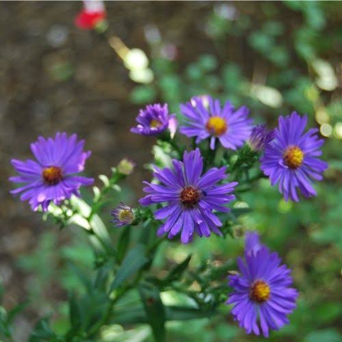 Aster laeve 'Orpheus'