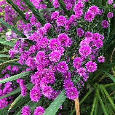 Aster 'Ruby Buttons'