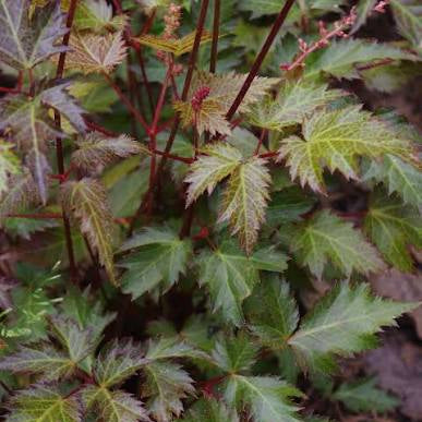 Astilbe simplicifolia 'Bronze Elegans'