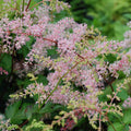 Astilbe simplicifolia 'Bronze Elegans'