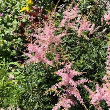 Astilbe simplicifolia 'Bronze Elegans'