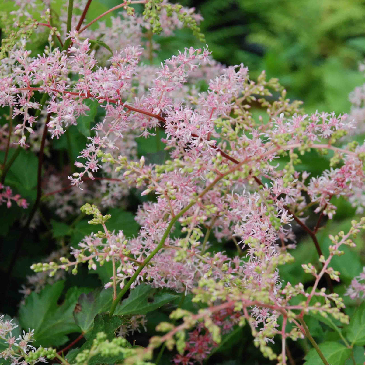 Astilbe Collection