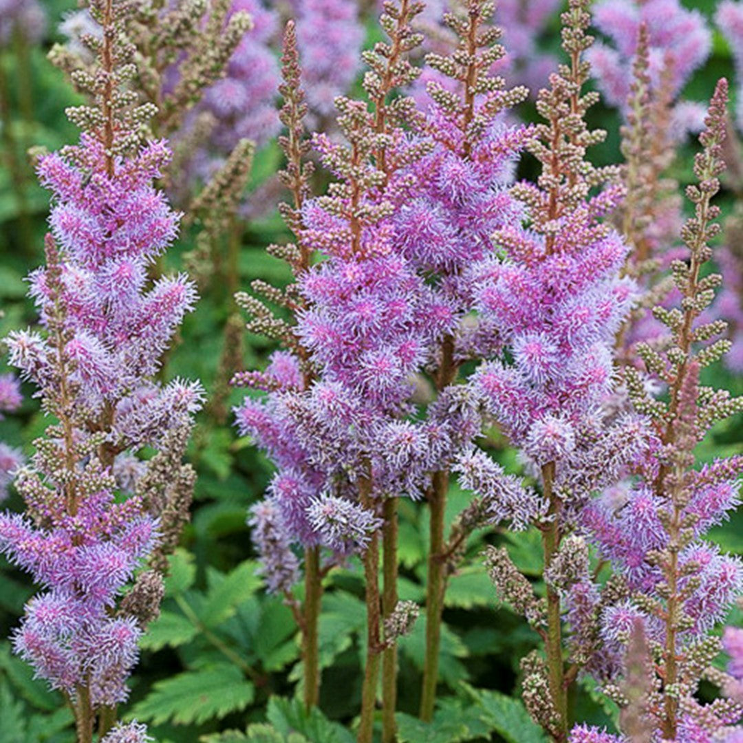 Astilbe chinensis 'Pumila' -Dwarf Astilbe