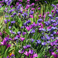 Babiana stricta  'Baboon Flower'