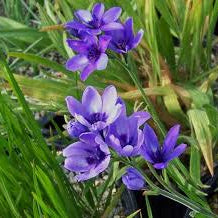 Babiana stricta  'Baboon Flower'
