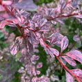 Berberis thunbergii 'Rose Glow'- Japanese Barberry