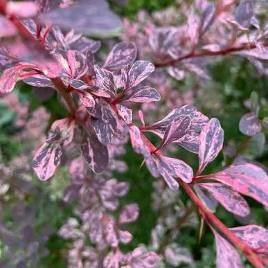 Berberis thunbergii 'Rose Glow'- Japanese Barberry