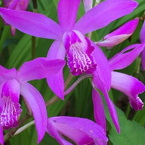 Bletilla striata- Chinese Ground Orchid