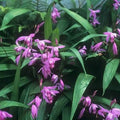 Bletilla striata- Chinese Ground Orchid