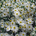 Boltonia asteroides -'False Aster'