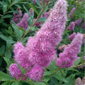 Spiraea salicifolia 'Bridewort'