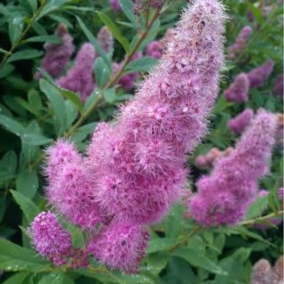 Spiraea salicifolia 'Bridewort'