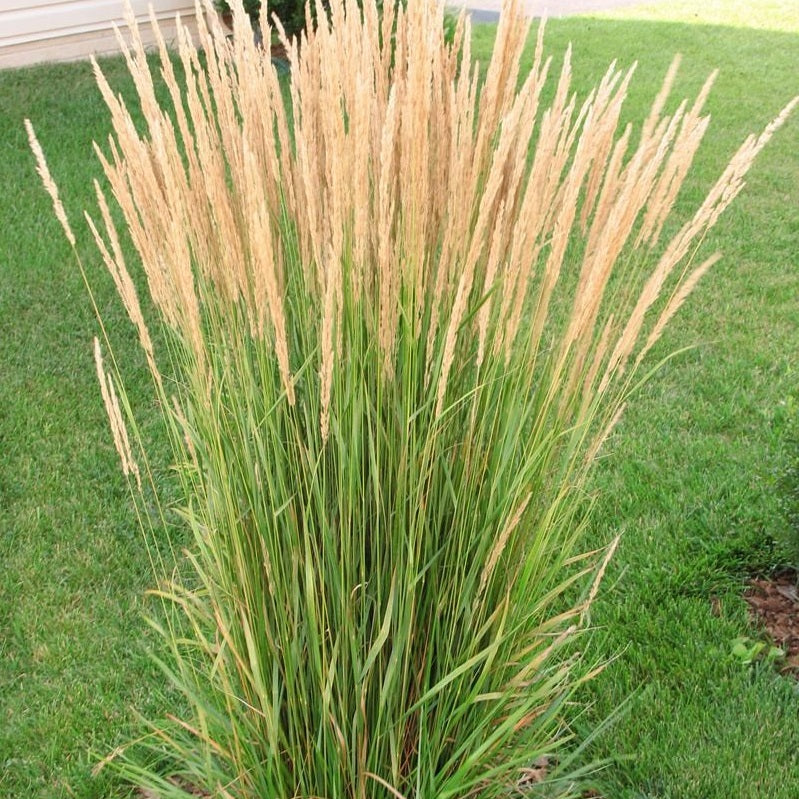 Calamagrostis x acutiflora 'Karl Foerster'