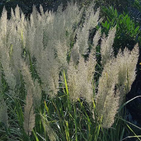Calamagrostis brachytricha- Korean Feather Grass
