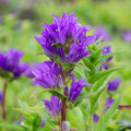 Campanula glomerata acaulis - Clustered Bellflower