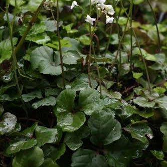 Cardamine trifolia - Three-Leaved Cuckoo Flower