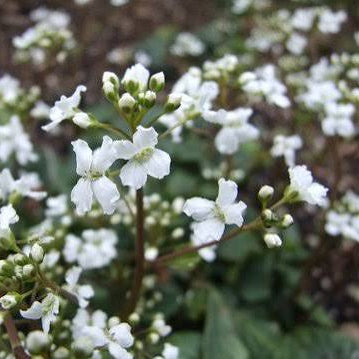 Cardamine trifolia - Three-Leaved Cuckoo Flower
