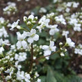 Cardamine trifolia - Three-Leaved Cuckoo Flower