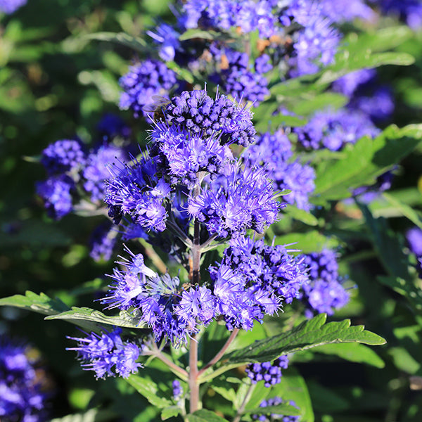 Caryopteris x clandonensis 'Heavenly Blue'