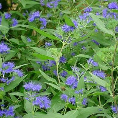 Caryopteris x clandonensis 'Heavenly Blue'