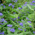 Caryopteris x clandonensis 'Heavenly Blue'