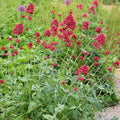 Centranthus ruber- 'Red Valerian'