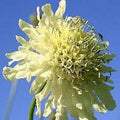 Cephalaria gigantea - Giant Pincushion