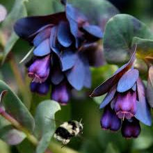 Cerinthe major 'Purpurascens' - Honeywort